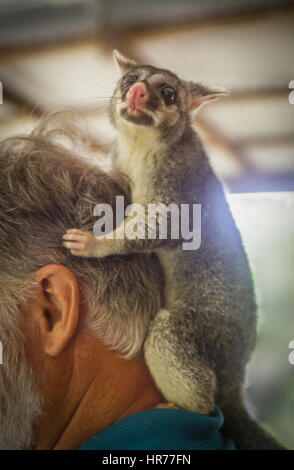 Eine gerettet Baby Possum klettern auf einem mans Kopf Stockfoto