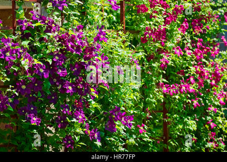 Frühlingsgarten in Blüte. Lila Clematis Blumen auf blühenden Strauch im Sonnenlicht. Stockfoto