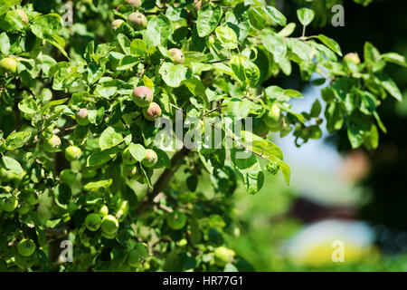 Apfel Malus Pumila Äste mit unreife Äpfel wachsen im Obstgarten im Sonnenlicht. Stockfoto