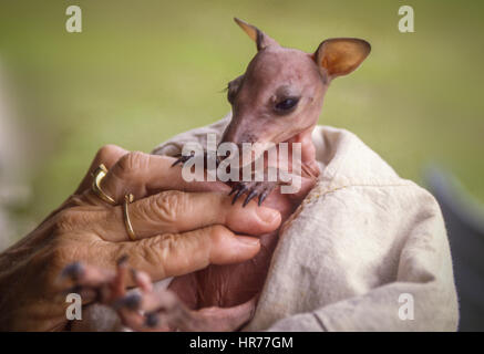 Eine gerettet Baby kangaroo Stockfoto