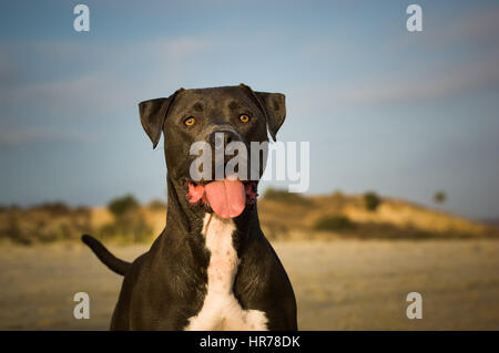 American Pit Bull Terrier Hund Stockfoto