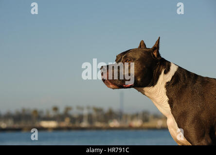 American Pit Bull Terrier Hund Stockfoto