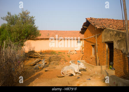 Armen indischen Haushalt in der Provinz Andhra Pradesh. Zebu-Rinder mit lackierten Hörnern, Bank-Hühner, Zaun aus dornigen Pflanzen und anderen Exoten Stockfoto