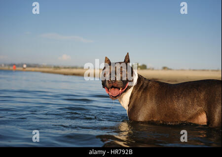 American Pit Bull Terrier Hund Stockfoto