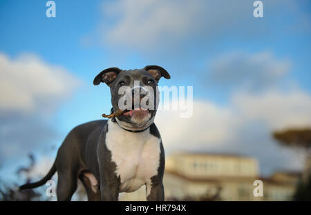 American Pit Bull Terrier Hund Stockfoto