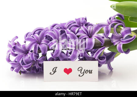 Ich liebe Sie Karte mit lila Hyazinthe auf weißem Hintergrund. Stockfoto