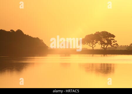 Sonnenaufgang am Bass Teich auf Kiawah Island, South Carolina. Der Himmel ist golden und spiegelt sich hübsche Live Oak Bäume im Wasser. Stockfoto