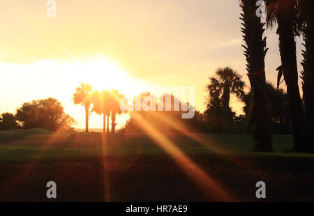 Lichtstrahlen Stream über und durch Palmetto Bäume auf dem Kiawah Island Club River Course Golfplatz auf Kiawah Island, South Carolina. Stockfoto