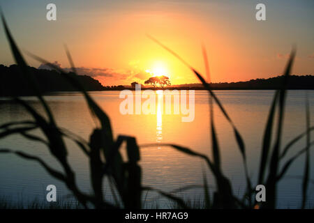 Eine Live-Eiche ist gegen die aufgehende Sonne auf Kiawah Island, South Carolina Silhouette. Die Sonne spiegelt sich im Teich und schafft einen bunten Himmel. Stockfoto