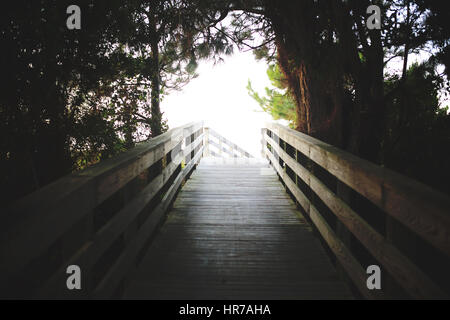 Ein Holzsteg führt durch Pinien und ranken an den Strand in Kiawah Island, South Carolina. Stockfoto