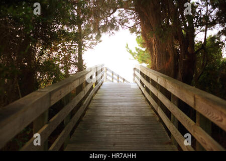 Ein Holzsteg führt durch Pinien und ranken an den Strand in Kiawah Island, South Carolina. Stockfoto