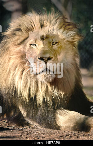 Löwe in der Sonne - Sonnen - Sunny Day Stockfoto