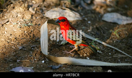 Mauritius, La Vanille Crocodile Park, La Vanille Crocodile Park, roter Vogel Stockfoto