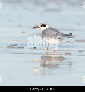 Forsters Tern, Sterna Forsteri, am grauen Sandstrand mit Blauwasser-Hintergrund Stockfoto