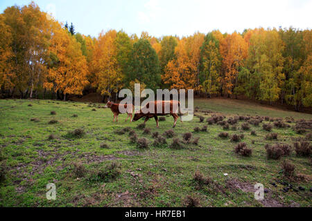 Silber Birken um Hemu Dorf Stockfoto