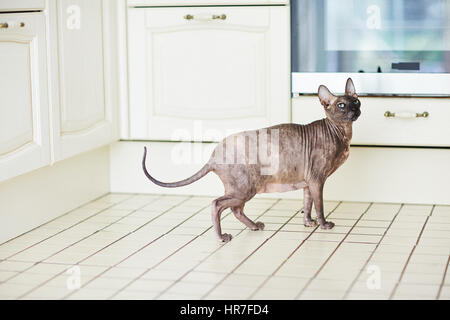 Schwanger Sphynx Katze stehend auf Küche Fliesenboden und wegschauen mit unglücklichen Ausdruck Stockfoto