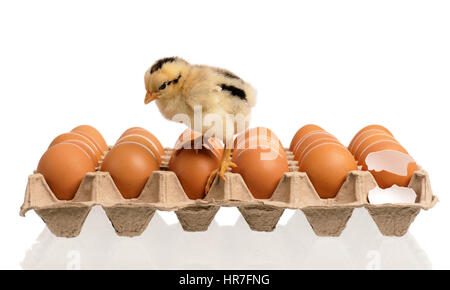 Ein kleines Huhn mit vielen Eiern, isoliert auf weißem Hintergrund Stockfoto