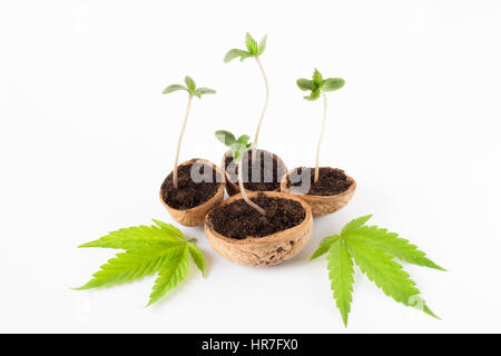 Baby-Cannabis-Pflanze wächst Stockfoto