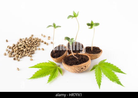 Baby-Cannabis wachsende Pflanze roh Hanf Samen Blätter detail Stockfoto