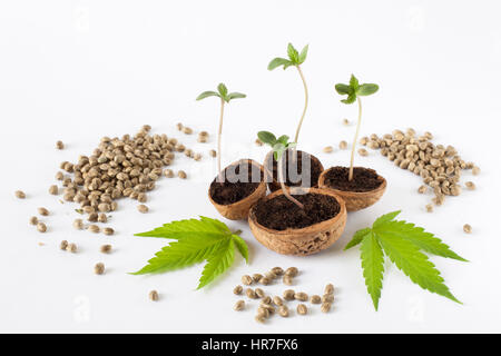 Baby-Cannabis wachsende Pflanze roh Hanf Samen Blätter detail Stockfoto