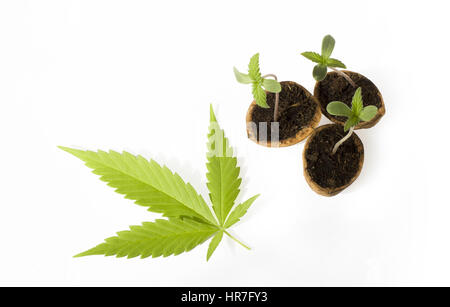 Baby Cannabis Pflanzen grüne Blätter Stockfoto