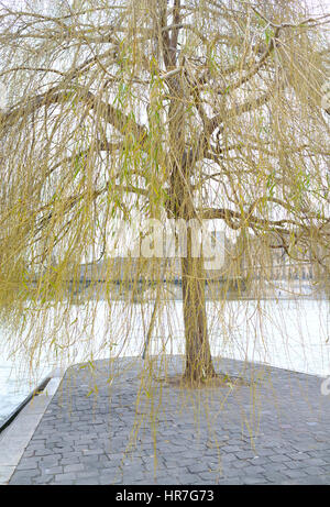 Eine grüne, gelbe Trauerweide-Baum in der Mitte der Seine, Paris Stockfoto