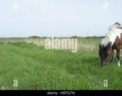 Ein Pferd Weiden in einem Feld in der Normandie, Frankreich Stockfoto