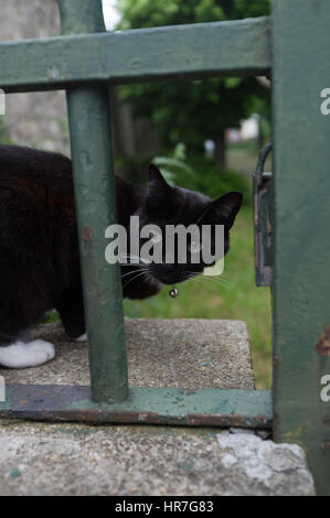 Porträt einer schwarzen Katze auf dem Zaun Stockfoto