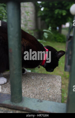 Porträt einer schwarzen Katze auf dem Zaun Stockfoto