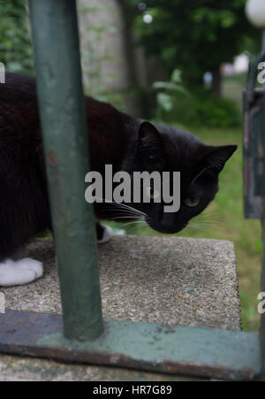 Porträt einer schwarzen Katze auf dem Zaun Stockfoto