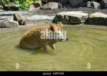 Schwein-Bad im pool Stockfoto