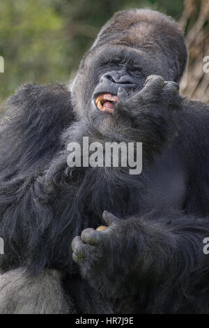 Aufrechte vertikal nah Porträt einer großen Silverback Gorilla mit einem lustigen Ausdruck auf seinem Gesicht Stockfoto