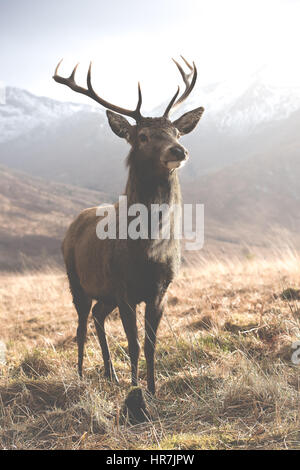 Majestätische Rotwild Hirsch in Glen Etive in den schottischen Highlands Stockfoto
