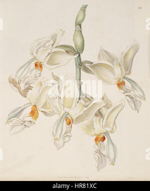 Stanhopea Inodora - Edwards v. 31 (N.S 8) pl. 65 (1845) Stockfoto