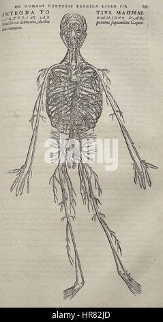 Seite 295 aus Andreas Vesalius' 'de humani corporis fabrica' zeigt eine detaillierte anatomische Studie, die Vesalius' revolutionären Ansatz zur menschlichen Anatomie zeigt. Die Arbeit ist ein Eckpfeiler der medizinischen Illustration und trägt zum Verständnis der menschlichen Physiologie bei. Stockfoto