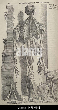 Vesalius Fabrica p192 Stockfoto