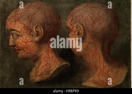 Diese Abbildung zeigt die oberflächlichen Blutgefäße von Kopf und Hals, wobei ihr anatomisches Layout und ihre Funktion im Vordergrund stehen. Das detaillierte Kunstwerk ist eine medizinische Untersuchung des Gefäßsystems, die für das Verständnis des menschlichen Kreislaufs und der anatomischen Struktur von entscheidender Bedeutung ist. Stockfoto