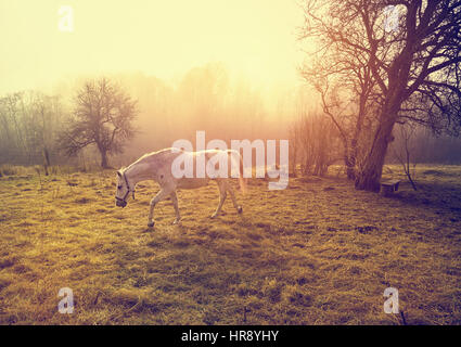 Schönen weißen Pferd Stockfoto