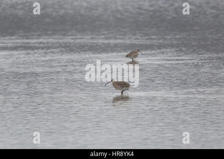 zwei natürliche westlichen Brachvögel (Numenius Arquata) bei der Nahrungssuche in einem See Stockfoto