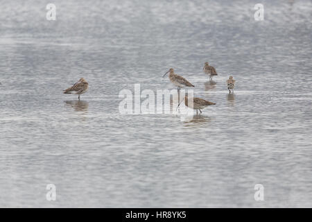 mehrere natürliche westlichen Brachvögel (Numenius Arquata) bei der Nahrungssuche in einem See Stockfoto