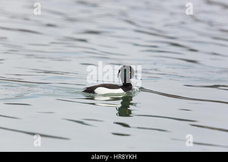 Porträt von einem natürlichen männlichen Reiherenten (Aythya Fuligula) beim Schwimmen Stockfoto