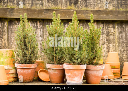 romantische, idyllische Anlage der Tische im Garten mit alten Retro-Blumentöpfe Pot, Gartengeräte und Pflanzen. Rustikaler Tisch mit Blumentöpfe, Blumenerde, trowe Stockfoto