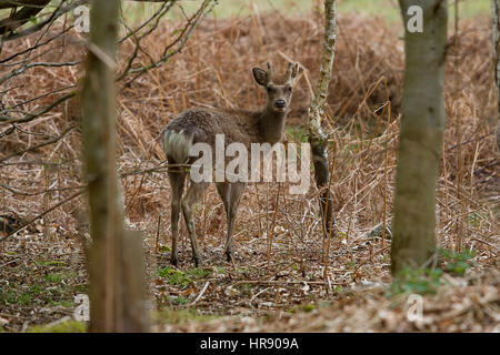 Foto eines jungen männlichen Sika Hirsche stehenden in einem Wald im Rückblick auf seine Schulter Stockfoto