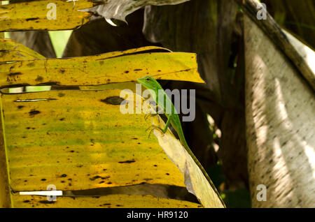 Chamäleon Stockfoto