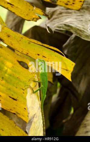 Chamäleon Stockfoto