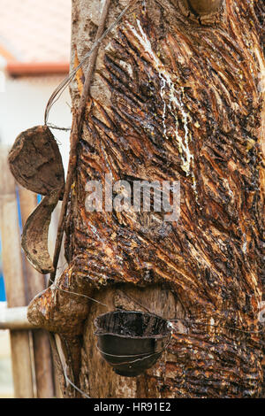 Gummibäume oder Hevea Brasiliensis ist Pflanzen, die Latex zu produzieren. Milchige Latex aus Gummibaum oder Hevea Brasiliensis als Quelle von Naturkautschuk gewonnen. Stockfoto