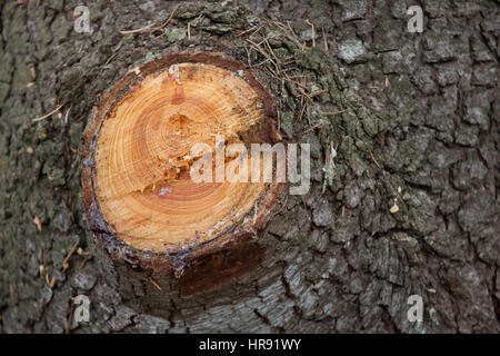 Atlas-Zeder (Cedrus Atlantica f. Glauca). Stockfoto