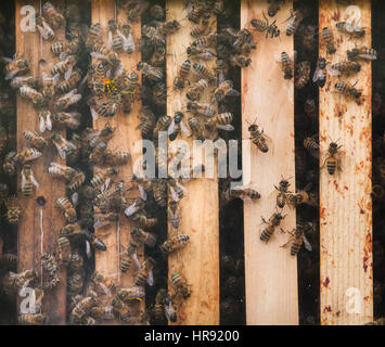 Westliche Honigbiene (Apis Mellifera), auch bekannt als die Europäische Honigbiene. Stockfoto