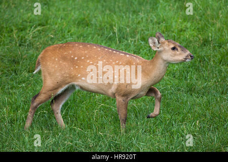 Indisches Schwein Hirsch (Hyelaphus Porcinus). Stockfoto