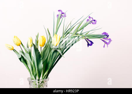 Gelbe Tulpen und lila Schwertlilien in einer Vase auf einem beigen Hintergrund, Nahaufnahme Stockfoto